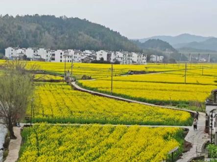 婺源县中云镇的七彩油菜花打卡很出片