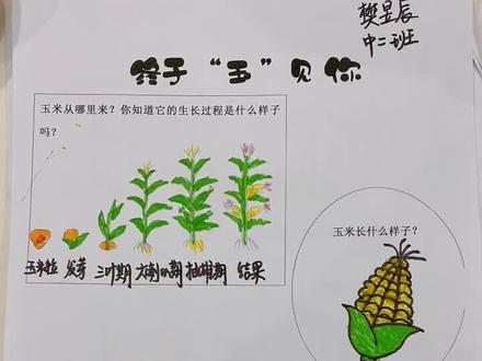 玉米生长过程简笔画#熊孩子作业
