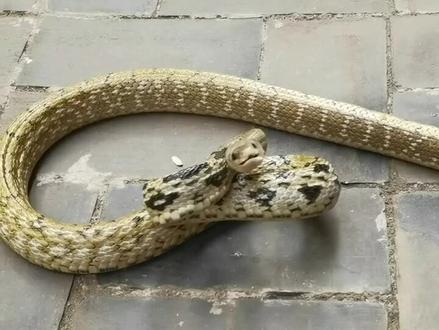 听说家里进蛇是好预兆 把你放归山林吧 多行善积德 好运才会到!#万物皆有灵性