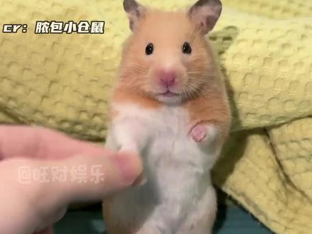 鼠鼠我呀有点微醺了 #仓鼠 #金丝熊 #万万没想到 #搞笑 #娱乐评论大赏