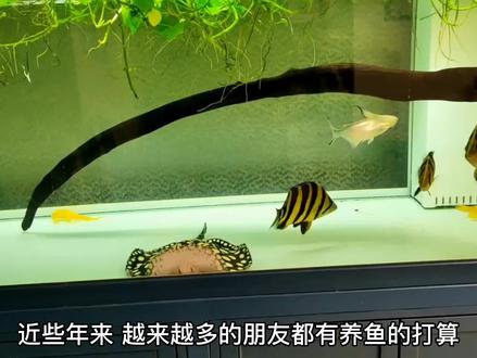 不适合新手养殖的九种观赏鱼