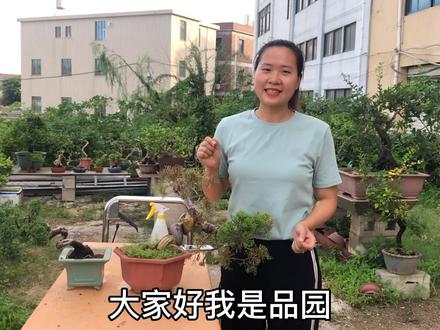 真柏盆景生病了,枯叶病不用怕教你轻松搞定