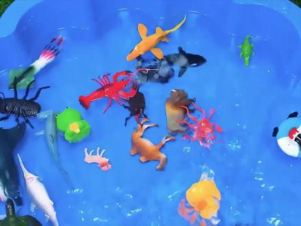 早教认知动画:学习认识甲虫、骆驼、虎鲸、鸭子、章鱼等动物读法#早教认知 #认识动物 #启蒙动画