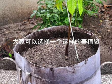 南方的朋友你也想种植榴莲吗?#三农 #国产榴莲 #猫山王榴莲 #新农人计划2023 #乡村振兴dou行动