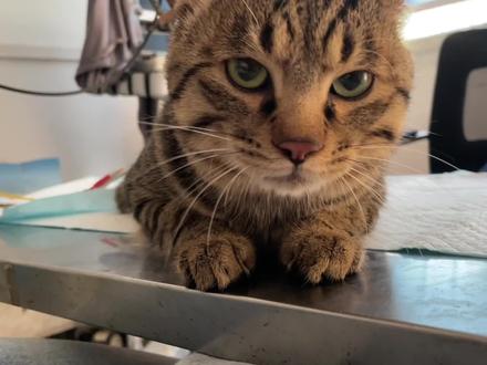 带瘫痪小猫针灸456天,被针尿了,开始学会用后腿借力#瘫痪猫 #狸花猫 #针灸 #宠物针灸