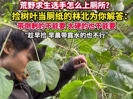 来自大自然,回馈大自然?#林北捡树叶当厕纸时挑三拣四逗笑记者 “不要湿的,不要硬的,不要带倒刺的!”#张家界七星山荒野求生