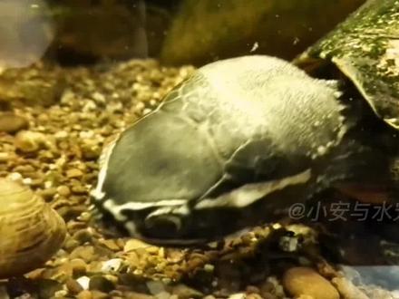 你们说是巨头的头大还是食螺龟#爬宠 #食螺龟 #奇异动物召集令