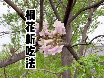 农村路边不起眼的桐树花,竟然也能吃出如此花样,不服都不行#春日美食大赏 #跟着抖音学做菜 #美食 @抖音小助手 @中视频伙伴计划官号 #美食教程