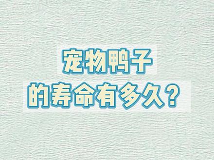 宠物鸭子的寿命有多久?#可爱到爆炸💥