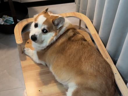 一天没有吃饭了#柯基 #受凉的小狗 #宠物实木小床