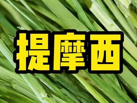 提摩西是如何成为兔子、龙猫的主草滴,史哥来告你😎😎😎 #科学养宠攻略 #干货 #宠物知识