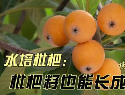 #水培植物 吃剩的枇杷籽不要丢,放到水里长小树!