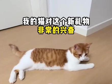 猫玩宠物具仿真小鸟发声麻雀猫咪逗猫弹力绳解闷幼猫悬挂自嗨神器