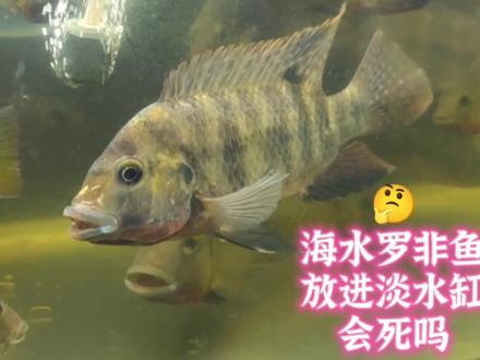 从海里钓上来的罗非鱼,放进淡水鱼缸里混养,猜猜看它能活着吗?#海水鱼 #海鱼放淡水里养 #罗非鱼 #吉利慈鲷 #海罗非鱼