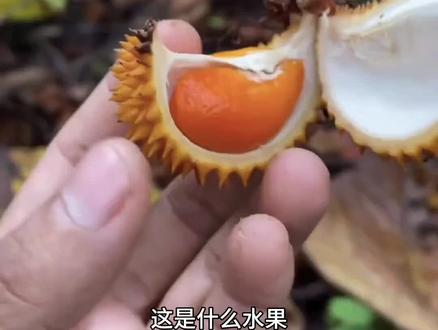 分享迷你小型水果你吃过几种?#水果 #你吃过没