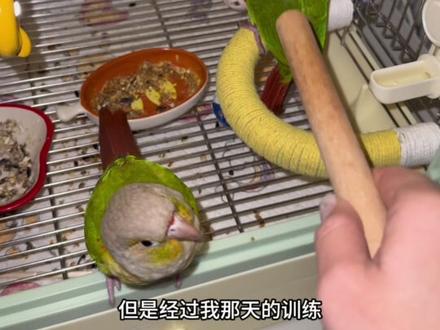 小太阳反野咬人治不了?在我这不存在的哈哈哈,分分钟驯服它#新手养鸟#小太阳鹦鹉 #养宠知识