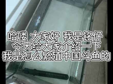 #斗鱼 #斗鱼繁殖 有什么不懂的都可以交流哦