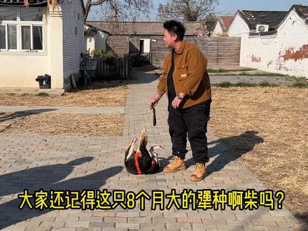 之前发过的犟种小柴,第一节课后一周的改变 #狗狗行为调整 #狗狗行为心理 #训犬