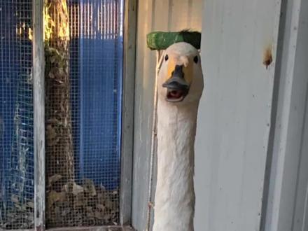 脚以上都是脖子的大鹅?
大天鹅被救脖子直愣愣
“真的没开拉长特效吗?
来源@Alison与魔法龙Puff