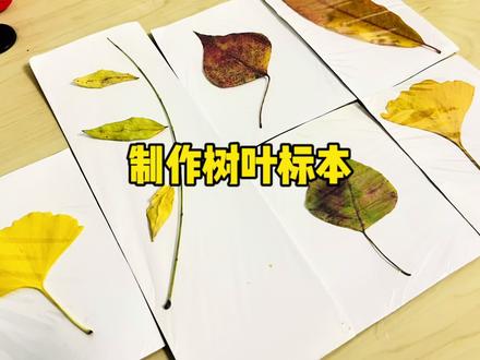 银杏树叶标本教程,简单又好看,把秋天留在相框里吧!#树叶画 #手工diy #银杏叶手工作品 #树叶贴画 #记录真实生活