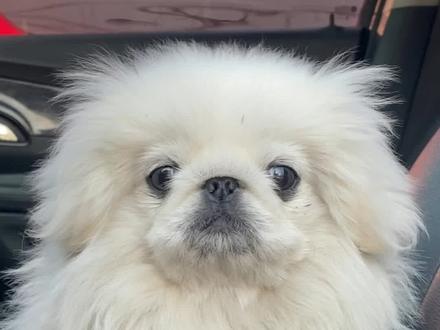 这可是当年皇宫里才有的东西#养狗经验分享 #新手养狗 #京巴 #养狗小知识