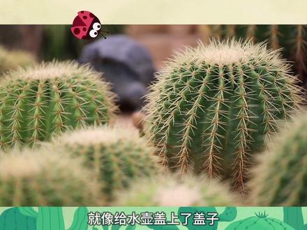 艾米咪噜大自然小课堂 认识仙人掌#生命科学 #科普一下 #早教 #幼儿教育
