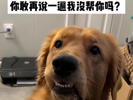 抚慰犬:哈哈哈,你的深情让我觉得恶心#萌宠 #精神抚慰犬 #治愈 #萌宠出道计划 #狗狗@DOU+小助手