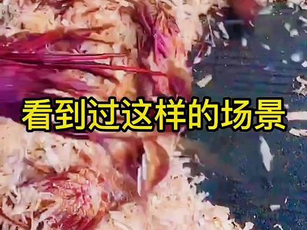 为什么虾子与木屑放在一起?你知道吗?#海鲜 #大龙虾