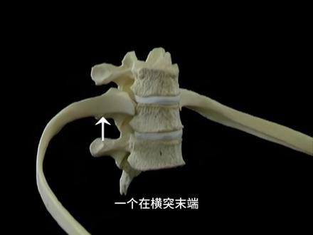 颈椎和胸椎的特征