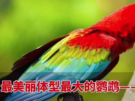 历史上的皇室专宠,享有“一鸟传三代,人走鸟还在”的盛誉,英国首相丘吉尔的金刚鹦鹉就活了105 岁!#金刚鹦鹉 #动物世界精彩瞬间 #神奇动物在抖音 #人与动物和谐共处 #抖音小助手