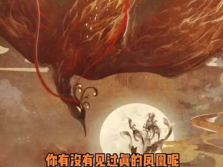 看见凤凰就像看见希望#凤凰 #视觉震撼 #传统文化 #广元