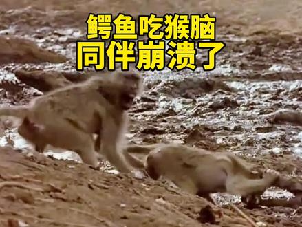 搞笑配音:猴脑还挺硬呢,给鳄鱼牙都拽掉了