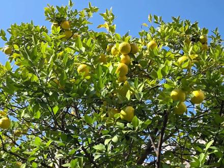 寒潮大风预警 #寒潮 #大风 #大雪 #湖北 #天下小拍 今天(16日)07时湖北省气象台发布下半年首个【寒潮大风黄色省级预警】湖北省气象局已于09时启动重大气象灾害(寒潮、大风)IV级应急响应
预计16日下午至17日,我省将有寒潮大风天气,大部分地区平均气温下降8~12℃,其中随州、荆门东部、荆州东部、天门、仙桃、武汉、孝感、黄冈、鄂州、咸宁等地下降12~14℃,19日凌晨全省最低气温降至-3~3℃;期间有偏北风4到6级、阵风7到9级;16日后半夜至17日白天,十堰、襄阳、神农架、恩施北部、宜昌等地山区有雨夹雪或雪(1200米以上高山区中到大雪)。建议加固临时搭建物、避免高空作业,防范对交通航运、设施农业、在田作物、人体健康等的不利影响。