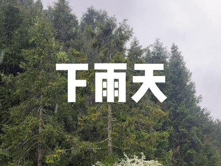 雨天捡菌子太爽了! #捡菌子 #助眠 #解压 #治愈 #我的乡村生活