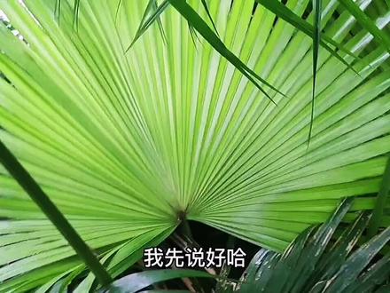 随处可见的棕榈叶,超简单,一学就会#玫瑰编制#生活小妙招