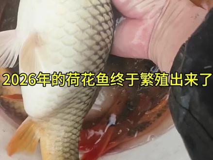 2026年的第一批荷花鱼终于繁殖出来,方法非常简单,你学会了吗?#农村生活 #真实户外 #荷花鱼 #鱼苗 #三农