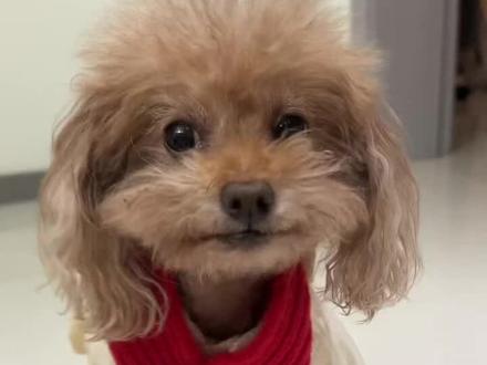 #萌宠出道计划 #小男孩 大家好 我是DOG!