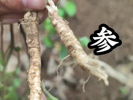 党参在山里的样子你讲过吗#一日一植物 #植物科普 #党参 #小人参