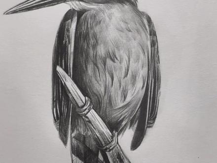 飘飘的画/手把手素描教学
零基础素描详细教学讲解教学/翠鸟
#素描 #零基础学画画 #素描动物