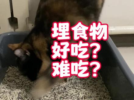 猫埋食物到底是好吃还是bao吃啊!#新手养猫 #养宠进阶指南 #铲屎官的乐趣 #猫咪的迷惑行为