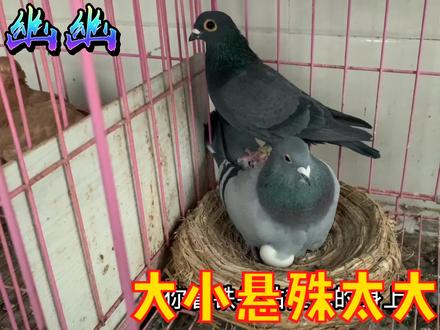公母鸽子悬殊太大,担心踩背不吻合,今天我们来看看是否受精