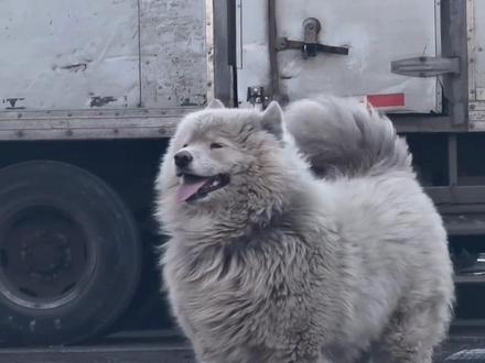 萨摩耶十五浑身脏兮兮,本以为是流浪狗,没想到是修车厂的大公子