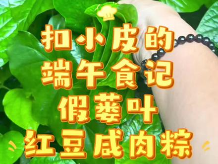 假蒌叶红豆咸肉粽 忙碌的端午,和家人一起过节,热热闹闹,很开心的!只有一个胃,一天都在吃,真的把我撑到了!说真的,粽子没了假蒌叶我是没兴趣的,应该是从小吃习惯了,觉得粽子就该是有假蒌叶的味道!#美食分享 #我的厨房日记 #家乡的味道