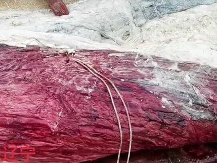 56吨18米长#大连 #抹香鲸#解剖 #科学研究 #探索海洋 #奥秘 #标本制作