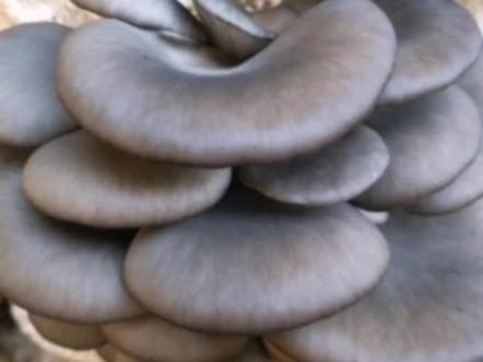 袋栽平菇常遇到10大问题,原因与解决办法(八)#食用菌 #三农 #食用菌高产种植技术#液体菌种#技术培训与教程@抖音小助手