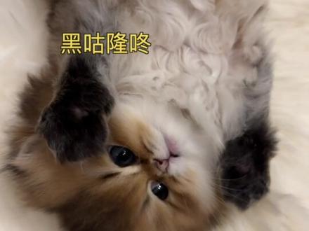 报告!发现一条猫猫虫🐛!