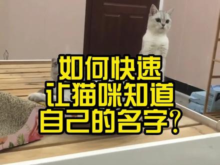 如何快速让猫咪知道自己的名字?#训练猫咪 #萌宠 #养猫人 #猫咪