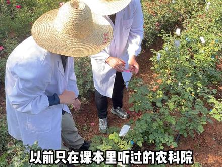 也许这就是农学的意义吧 用成果造福一方。#农业 #玫瑰 #度小满