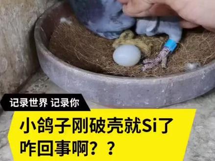 小鸽子刚破壳又死了一只,越看好的鸽子越活不了,可惜心疼