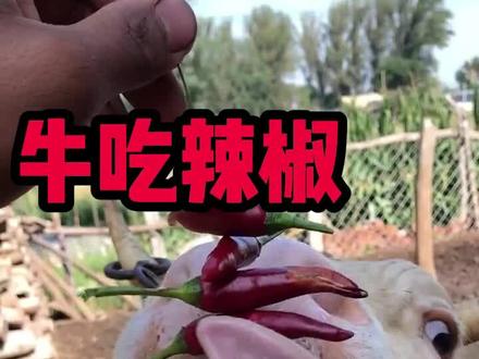 牛吃辣椒好处多多#育肥牛 #每天分享养殖小知识